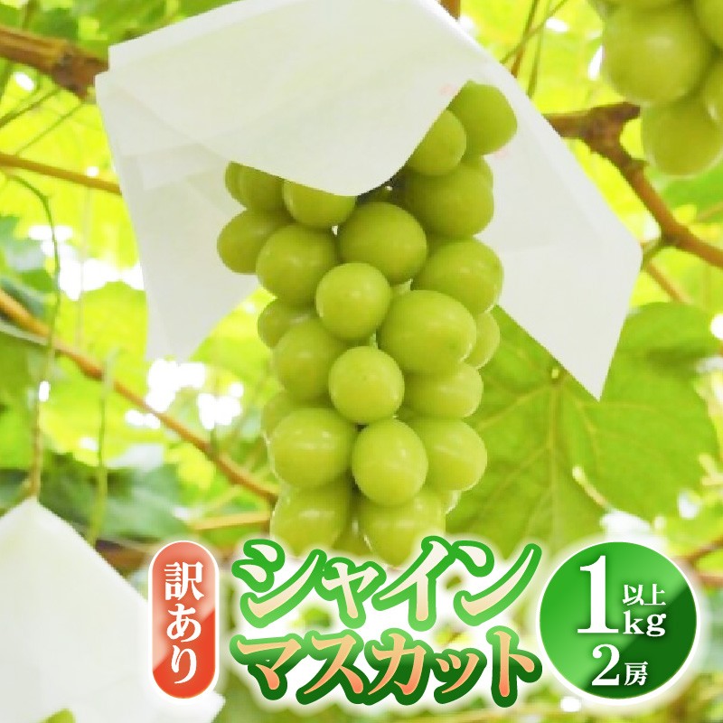 訳あり シャインマスカット 1.0kg以上 2房【2026年発送】（YKI）A06-990 【シャインマスカット ぶどう ブドウ 葡萄 令和8年発送 期間限定 山梨県産 甲州市 フルーツ 果物】