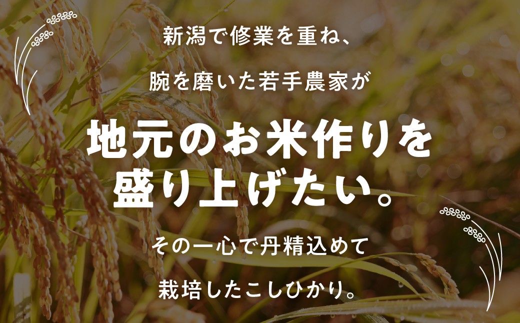 【5kg：12月発送】《令和8年産 新米》若手農家のこしひかり 5kg 10kg 選べる お米 おこめ 米 コメ ごはん コシヒカリ ご飯 ブランド米 精米 米 備蓄米 よりおいしい 愛知県 田原市 渥美半島 人気 先行予約 KASUKEN
