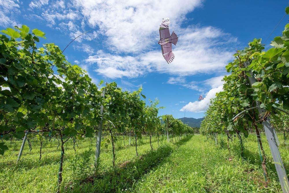 <ギフト向け>ドメーヌボー ブラン