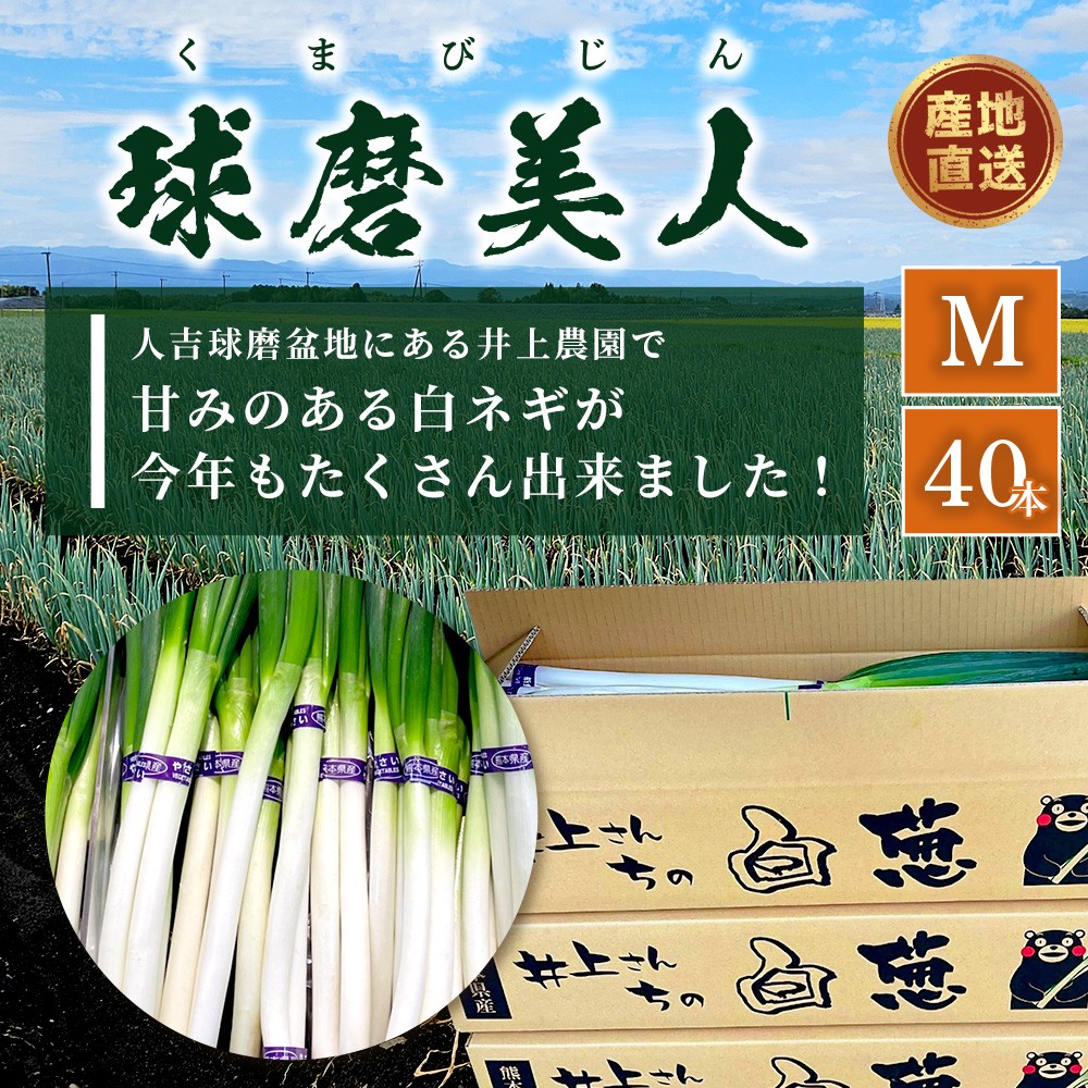 【先行予約】井上農園の白ネギ 「球磨美人」 Mサイズ×40本 【2026年7月下旬より順次発送】 白ネギ 白葱 ネギ 長ネギ 長葱 ねぎ 鍋 薬味 野菜 国産 114-0503