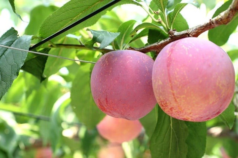 【定期便】新鮮産直甲州市！旬の果物4品定期便【2026年発送】（KSF）E-106 【 桃 もも すもも シャインマスカット 巨峰 ぶどう 葡萄 フルーツ 果物 山梨 甲州市 期間限定 フルーツ定期便 果物定期便 4回 】