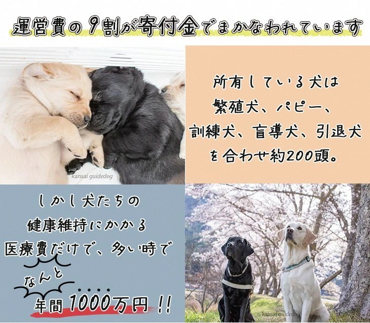 【返礼品相当額で盲導犬の育成を支援】支援額15,000円(記念品あり)エコバッグなど盲導犬協会オリジナルグッズ進呈[行きたい場所に安心していける社会に…]