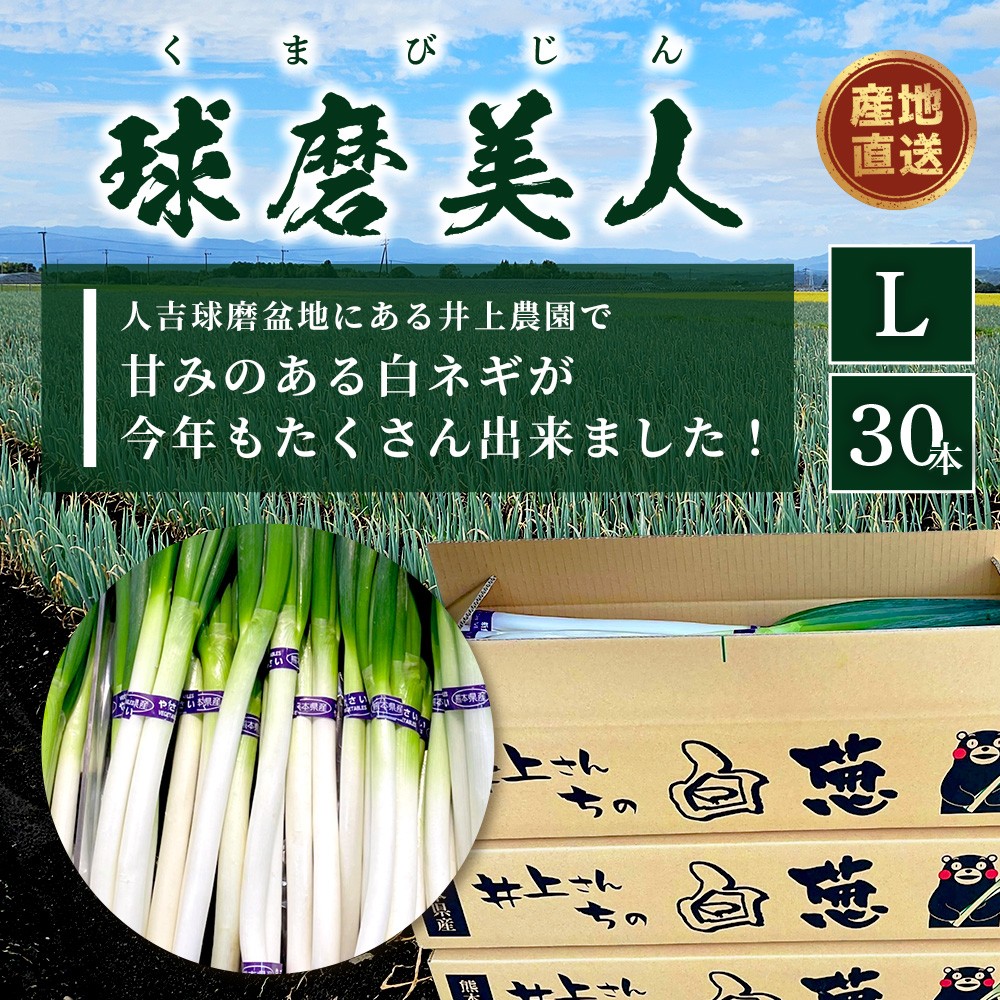 【先行予約】井上農園の白ネギ 「球磨美人」 Lサイズ×30本 【2026年7月下旬より順次発送】 白ネギ 白葱 ネギ 長ネギ 長葱 ねぎ 鍋 薬味 野菜 国産 114-0502