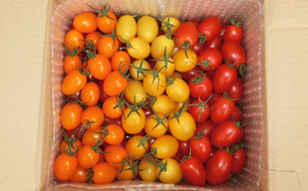 【訳あり】ミニトマト『アイコ』3色ミックス 約2kg【2026年7月下旬～8月下旬発送予定】／ミニトマト トマト フルーツトマト レッド イエロー オレンジ 野菜 直送 岩手県 二戸市