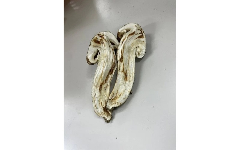 【2026年先行予約】花笑み農園　岡山の訳あり『松茸』100g 【hana078-02】