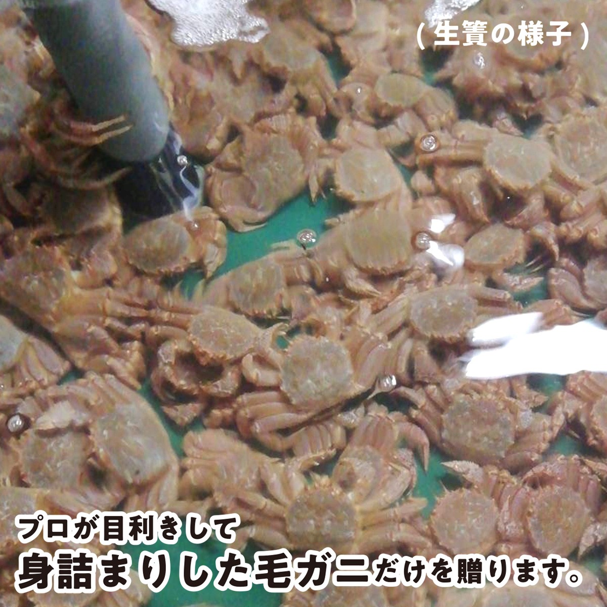 <2026年2月中旬から順次発送> 北海道産 浜ゆで 毛ガニ 2尾 計 600g 以上 < 予約商品 > 北海道  冷蔵 毛蟹 毛がに けがに かに 蟹 カニ かに味噌 カニ味噌 新鮮 旬 ボイル 浜茹で 海鮮 海産物 新鮮 旬 魚介 蟹味噌 みそ  新ひだか町