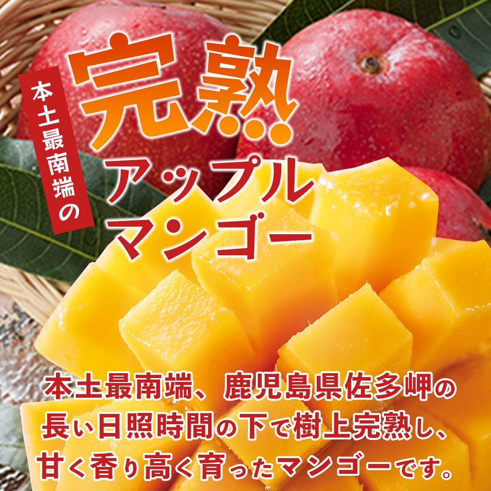 【先行予約】 ☆本土最南端☆佐多の果樹園で育てた 完熟アップルマンゴー 800g ( 2玉 ) 【2026年7月上旬以降順次発送】 ST-406 ｜鹿児島県 南大隅 産地直送 旬 マンゴー フルーツ 果物 くだもの アップルマンゴー 詰め合わせ セット 数量限定