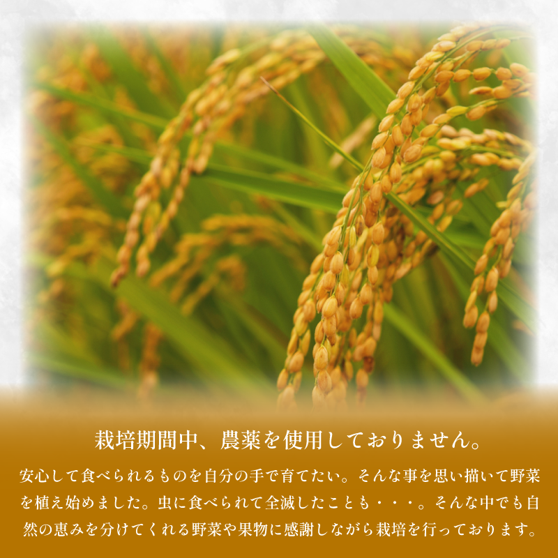 【先行予約】令和7年産 米 玄米 4kg ( 2kg × 2袋 )アキサカリ 令和7年度産 新米 1袋2kg 小分け お米 こめ 精米 健康 ごはん ご飯 白飯 ゴハン コメ 吉野川 徳島県 吉野川市
