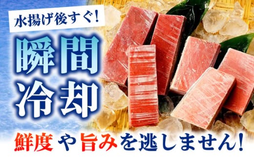 【全6回定期便】極上！たね熟天然本まぐろ赤身＆中トロ＆大トロセット(各160g 計480g) 魚介類 海鮮丼 本マグロ 本まぐろ 中トロ 大トロ 赤身 冷凍 お刺身 お寿司 大阪府高槻市/本まぐろ直売所 [AOCE044] 本マグロ 刺身 寿司 海鮮 旨み 切り身 鮮度抜群 海鮮丼 お取り寄せ 高級魚 ギフト 贈答用 海の幸 家飲み ごちそう おつまみ 炙り丼 手巻き寿司 お祝い パーティー