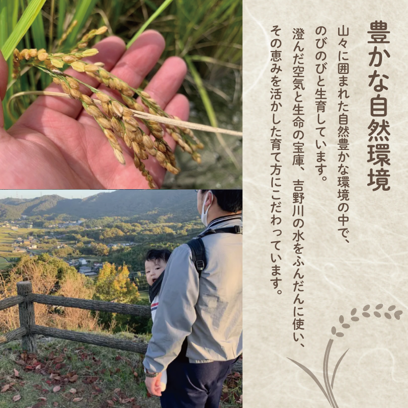 【先行予約】令和7年産 米 白米 5kg ( 5kg × 1袋 )アキサカリ 令和7年度産 1袋5kg 小分け  お米 こめ コメ 白米 精米 ごはん ご飯 白飯 ゴハン あきさかり おにぎり お弁当 徳島県 吉野川市