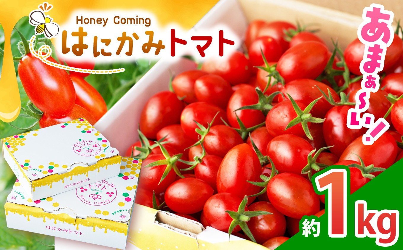 太陽の恵みをたっぷり浴びた はにかみトマト 約1kg | 野菜 トマト フルーツ トマト ミニトマト 特産品 栃木県 真岡市 人気 お試し リコピン 豊富 1キロ 寄附 ベジタブル 果物 人気 高評価 野菜 送料無料