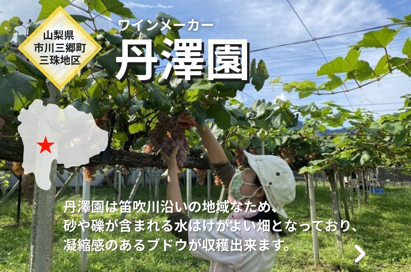 ワイン 赤白 セット 山梨 750ml 「三珠プティ・ヴェルド　キュヴェ・タンザワ」 「三珠甲州　キュヴェ・タンザワ　一文字短梢」 シャトー・メルシャン [5839-1544]