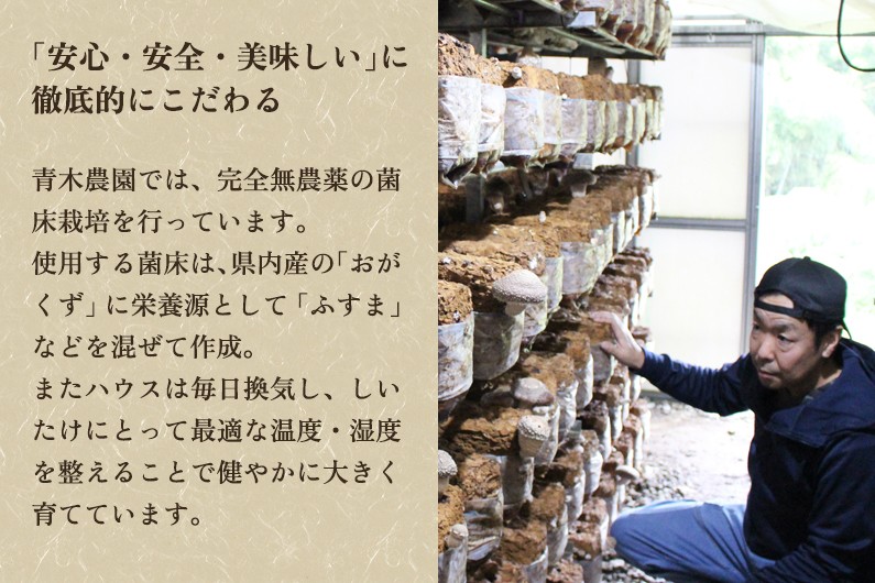 【2025年先行予約】生しいたけ 大サイズ 約500g（9～13個）《10月中旬から順次出荷》 品評会で金賞受賞！ きのこ しいたけ 椎茸 食べ応えあるビッグサイズ 肉厚で旨味たっぷり！ 加茂市 青木農園