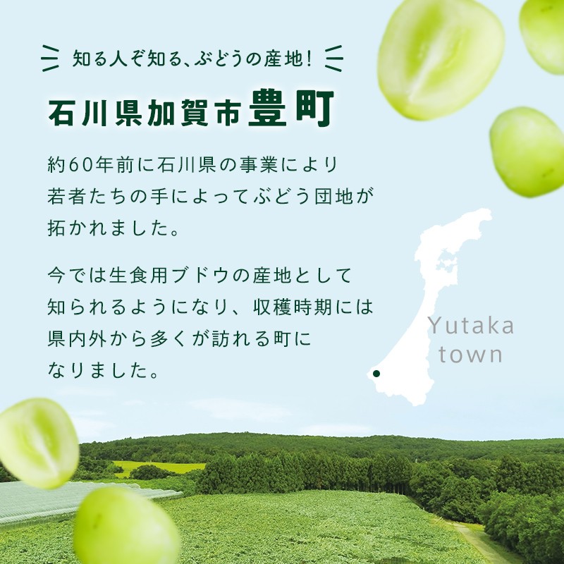 【2026年先行予約】シャインマスカット約1kg 石川県加賀市産(ご家庭用) シャインマスカット マスカット ぶどう ブドウ 葡萄 デザート フルーツ 果物 くだもの 果実 食品 F6P-2629