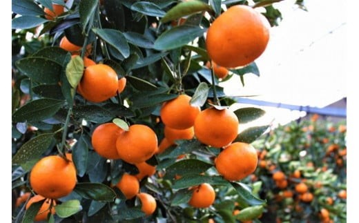 <先行予約!2026年6月下旬以降順次発送予定>香川県産 ハウス小原紅早生みかん(約1kg/化粧箱) 【man072】【Aglio nero】