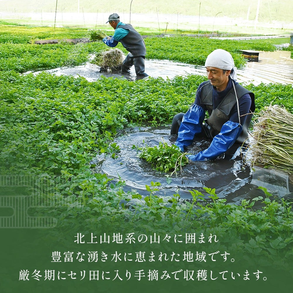 <12月配送> せり鍋セット せり5束 3-4人前 河北せり 鍋 せり 鍋セット 宮城県産 セリ鍋 芹 根せり 根っこ 宮城県 石巻市 長ねぎ パックご飯 スープ 鶏肉 セリ セリ鍋 野菜 鍋 しゃぶしゃぶ お取り寄せ グルメ 人気 ご当地鍋