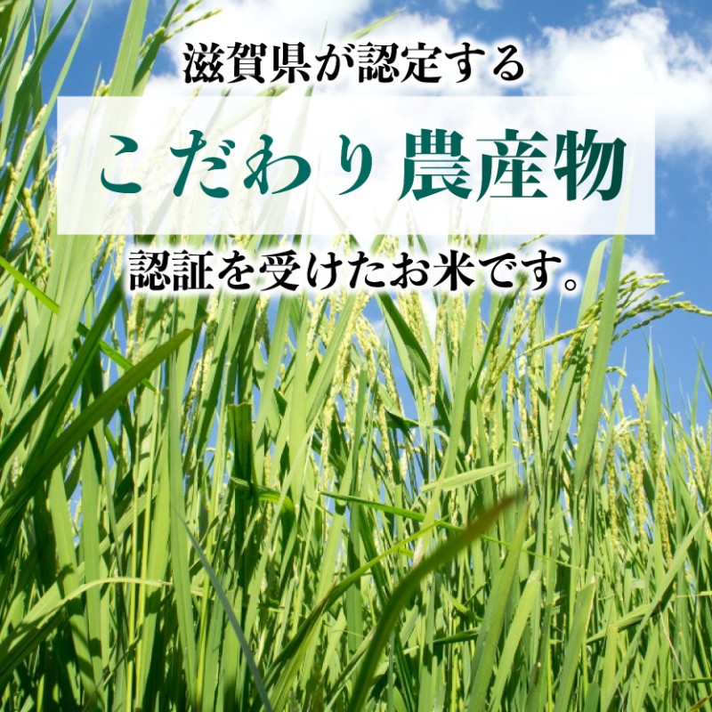 ミルキークイーン 5kg 特別栽培米 令和7年産 新米 米 精米 こめ コメ お米 ご飯 米 ミルキー 5キロ 令和7年 滋賀 彦根