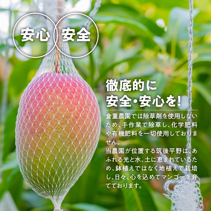 【2026年6月以降お届け】極　完熟マンゴー（2玉：約1.1kg）_完熟マンゴー 2玉 約 1.1kg 久留米産 平均糖度 17度～18度 完熟 マンゴー 国産 フルーツ トロピカルフルーツ 果物 デザート 冷蔵 クール便 お取り寄せ お取り寄せフルーツ 福岡県 久留米市 送料無料_Fm018