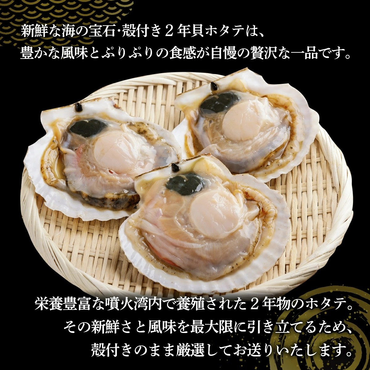 【先行予約】北海道 豊浦町 殻付き 2年貝 活ホタテ 約5kg(50枚~70枚)(2026年1月から3月より順次発送) 【 ふるさと納税 人気 おすすめ ランキング 魚介類 貝 帆立 ホタテ ほたて 噴火湾 殻付き 二年貝 おいしい 美味しい 北海道 豊浦町 送料無料 】TYUP002