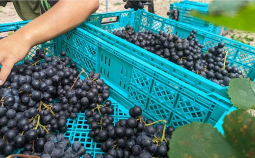 長浜産マスカットベーリーA赤ロゼ2本セット 滋賀県長浜市/Wine＆CidreNAGAHAMA [AQBJ007]  ワイン 赤ワイン 白ワイン マスカットベーリー ロゼ 飲み比べ ワイン 赤 白 ロゼ  ビンテージ 熟成 国産 輸入 ソムリエ評価 ブドウ品種 辛口 甘口 フルボディ ギフトセット ワイナリー テロワール お取り寄せ 人気 プレゼント ギフト 贈答用