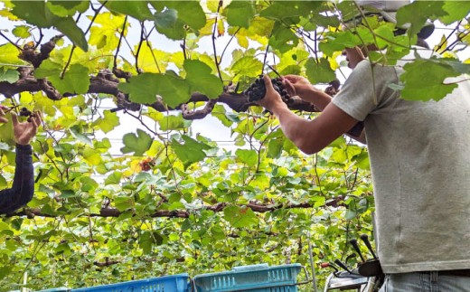 長浜産マスカットベーリーA赤ロゼ2本セット 滋賀県長浜市/Wine＆CidreNAGAHAMA [AQBJ007]  ワイン 赤ワイン 白ワイン マスカットベーリー ロゼ 飲み比べ ワイン 赤 白 ロゼ  ビンテージ 熟成 国産 輸入 ソムリエ評価 ブドウ品種 辛口 甘口 フルボディ ギフトセット ワイナリー テロワール お取り寄せ 人気 プレゼント ギフト 贈答用