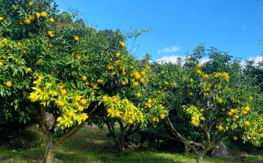 ゆず羊かん 3本 / ようかん 羊羹 和菓子 柚子 ゆず 和菓子 お菓子 おかし おやつ デザート スイーツ 柚子 ゆず 送料無料 お取り寄せ ギフト 贈答 プレゼント / 恵那市 / かさぎゆず組合 [AUAW014]