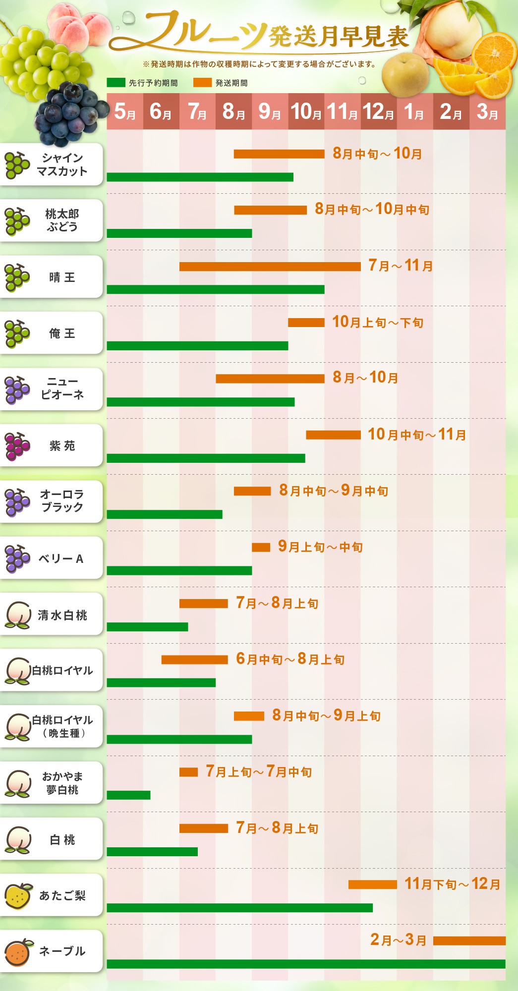 【2026年発送分 先行受付スタート!】【定期便】岡山県産シャインマスカット「晴王」 秀品 大房(約5kg・5~9房目安)×10回発送(令和8年7月以降発送)【 シャインマスカット 晴王 フルーツ 果物 くだもの 葡萄 ぶどう 岡山県産 秀品 大房 種無し 高糖度 】