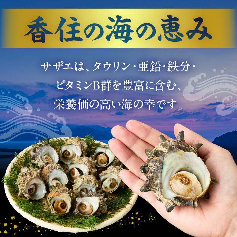 【兵庫県香住産 天然 活 サザエ 2kg（14～20個）冷蔵】香住で水揚げされた新鮮なサザエをお届け つぼ焼き 炊き込みご飯 サザエ飯 酒の肴 磯の香り 風味豊か さざえ 新鮮 天然 海鮮 大人気 夏休み BBQ バーベキュー キャンプ お盆 海 日本海 兵庫県 香美町 香住 柴山 宿院商店 33-20