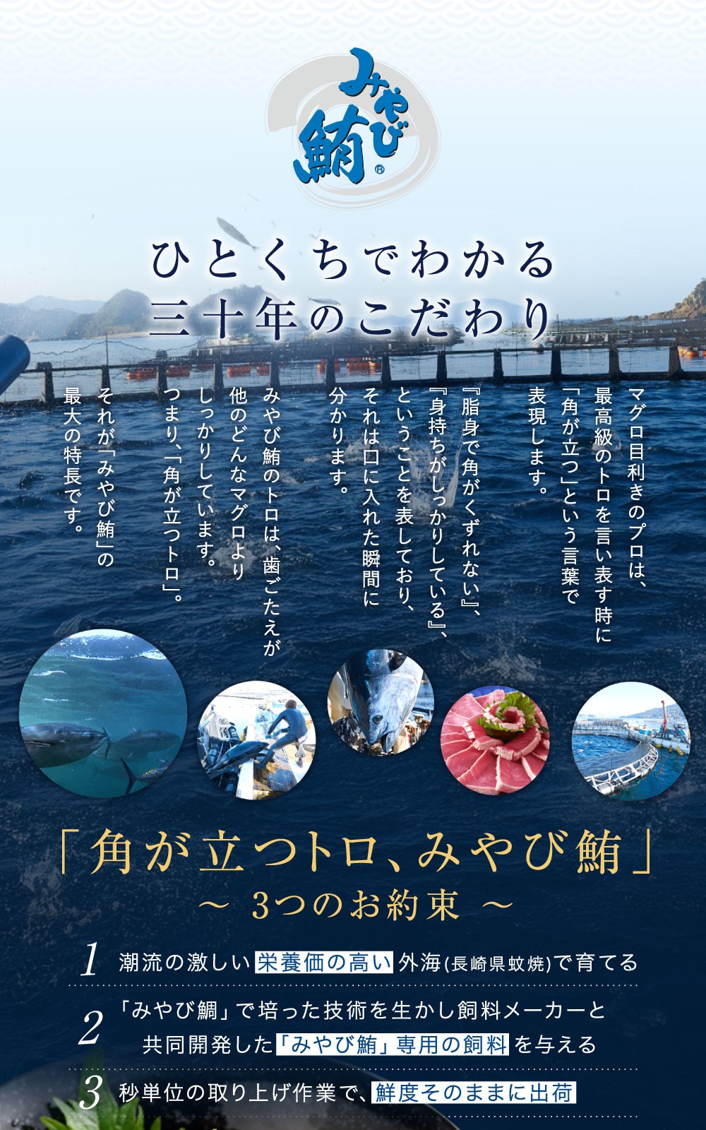 本マグロ大賞受賞 みやび鮪 たたき 約400g(約4~5人前) / 本マグロ マグロ まぐろ 鮪 みやび本鮪 中落ち すき身 希少部位