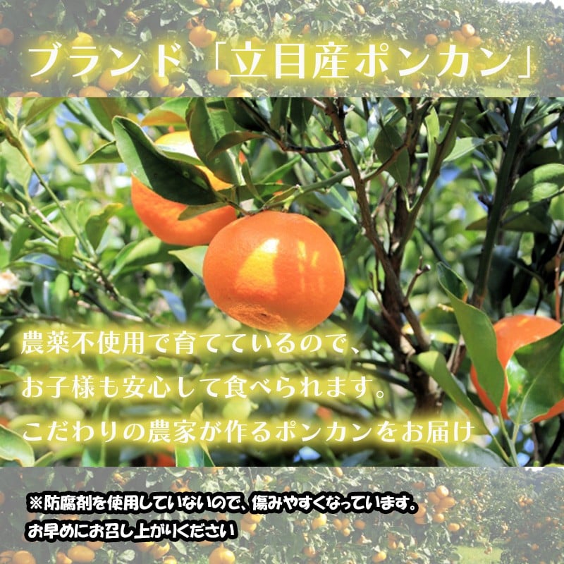 【 早期予約開始 】ポンカン 2026年1月下旬 発送 秀品 贈答用 5kg 無農薬 ブランド サイズ混合 家庭用 立目産ぽんかん 柑橘 高知県 須崎市
