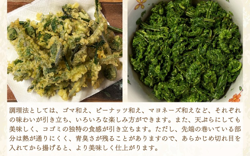 【先行予約】【季節限定】国産山菜 コゴミ 美浜町の春をお届け【2026年4月上旬以降順次発送予定】【こごみ  山菜 クサソテツ 旬 旬菜】 [m47-a020]