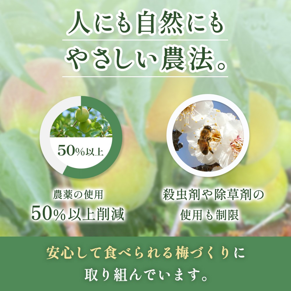 【農薬1年以上不使用】 無添加  訳あり 減塩 つぶれ梅 1kg(500×2) 塩分3%  / 紀州南高梅 ワケあり つぶれ つぶれ梅 梅干し うめぼし 南高梅 はちみつ梅 はちみつ漬け 減塩 塩分控えめ 小分け 家庭用 ご家庭用 普段使い おにぎり お弁当 和歌山県 紀州 【baiko002】