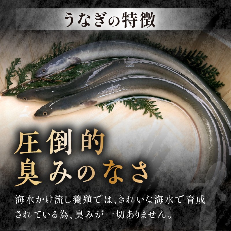 数量限定!海水かけ流しうなぎ蒲焼 特大サイズ1尾【7月発送】( ウナギ うなぎ 鰻 かば焼き 鰻の蒲焼 うなぎ蒲焼 長崎県産 青うなぎ 魚 魚介類 海産物 海の幸 )【B5-103-07M】