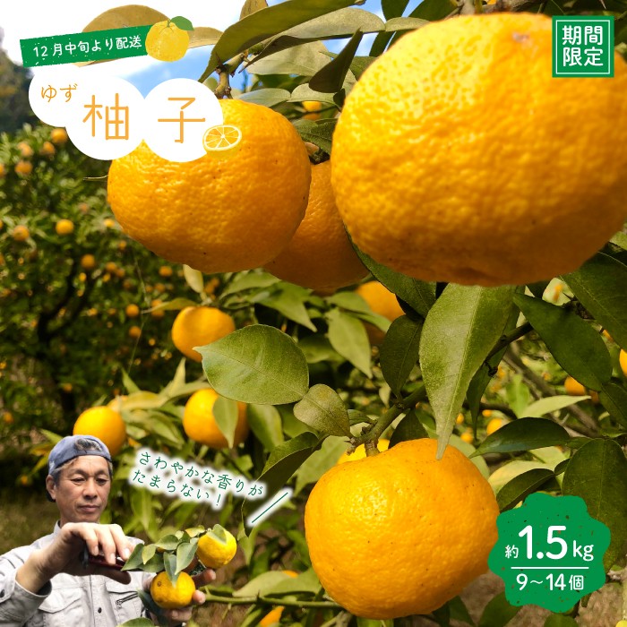 ゆず 約 1.5kg 9~14個 高知県産 四万十市産 贈答用 ギフト 【 早期受付 数量限定 】先行 予約 柚子 ユズ 柑橘 フルーツ 果物 酢みかん 高知県 高知 四万十市 四万十 しまんと お取り寄せ 【 2025年 12月中旬~ 2026年 1月下旬発送】25-1008