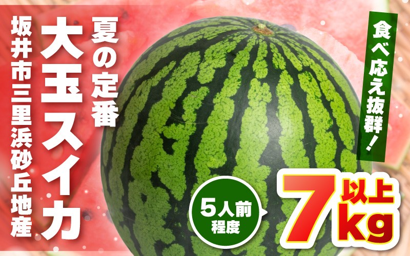 【先行予約】坂井市三里浜砂丘地産 大玉スイカ 2Lサイズ 1玉（7kg以上） 【2026年6月上旬以降順次発送予定】 【スイカ 西瓜 すいか デザート 果物 くだもの 夏 ジューシー 高糖度 お取り寄せ グルメ 産地直送】 [A-19004]