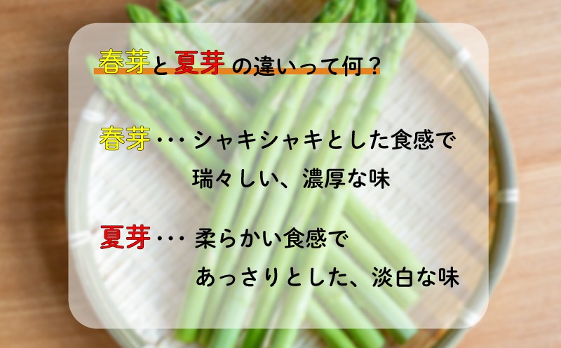 【訳あり】【時期限定】 アスパラガス さぬきのめざめ 選べる 春芽 夏芽 1kg アスパラ グリーンアスパラ 野菜 やさい 旬 旬の野菜 季節の野菜 産地直送 香川 香川県 丸亀 丸亀市 冷蔵 冷蔵配送 疲労回復 免疫力向上 食物繊維 ビタミンC 柔らかい 甘い 料理 おかず アスパラベーコン巻き 炒め フライ ポタージュ ふるさと納税アスパラ ふるさと納税野菜 株式会社五色青果