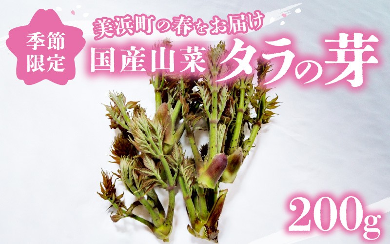 【先行予約】【季節限定】国産山菜 タラの芽 美浜町の春をお届け【2026年4月上旬以降順次発送予定】【旬 山菜 野菜 たらの芽 天ぷら 春野菜】 [m47-a021]