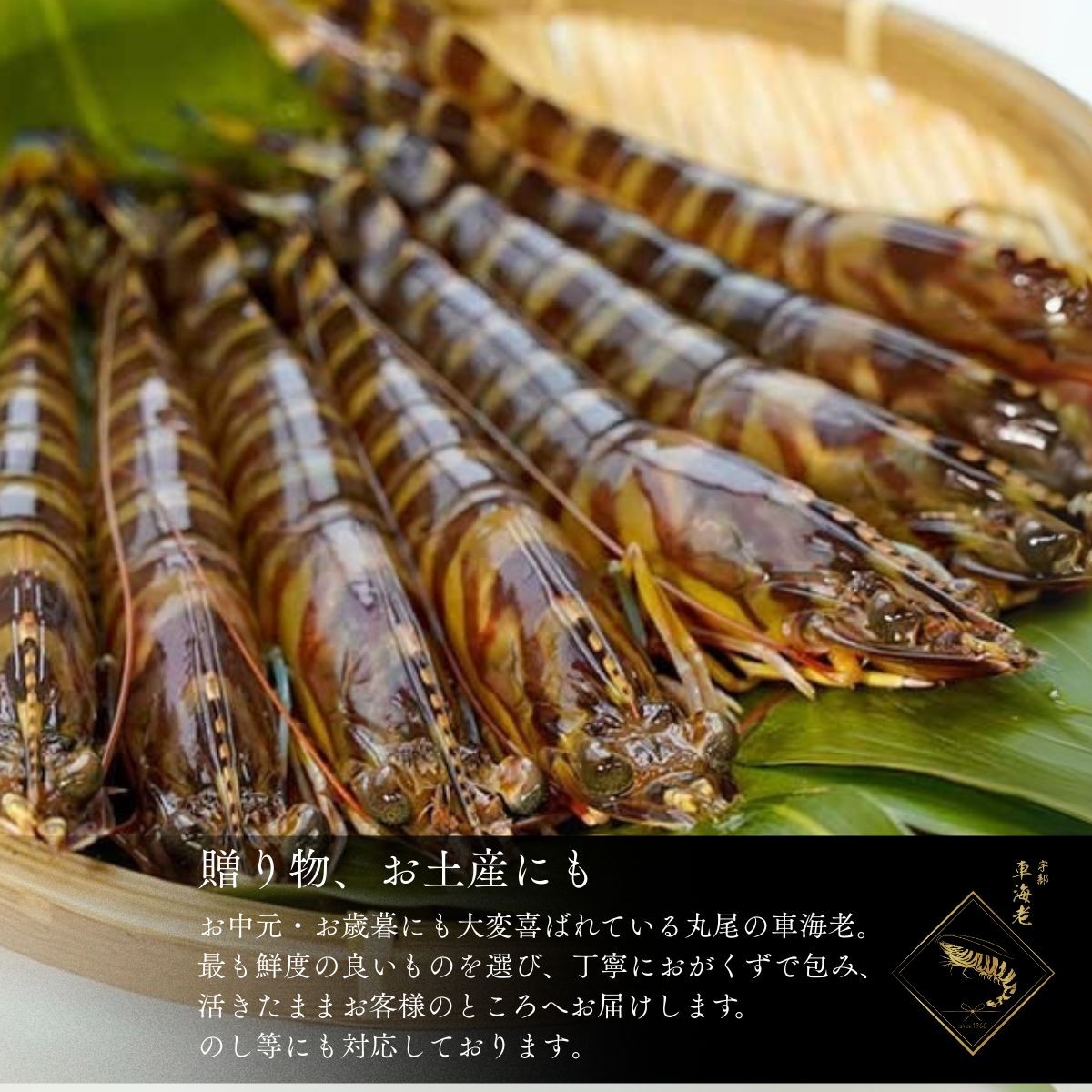 山口県宇部産 活き車海老 (680g)【山口県 宇部産 活き車海老 680g 海老 エビ えび 車えび 車エビ 車海老 最高品質 甘味豊富 プリップリ 豊洲市場 高評価 1級品 水質管理 紫外線殺菌 ミネラル豊富 周防灘 生鮮エビ シーフード 海鮮 魚介類 海 バーベキュー グルメ ギフト用 記念日 海の香り】