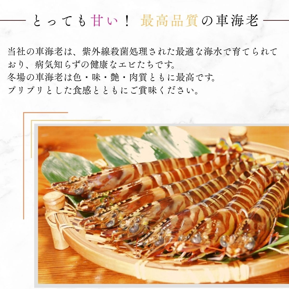 山口県宇部産 活き車海老 (680g)【山口県 宇部産 活き車海老 680g 海老 エビ えび 車えび 車エビ 車海老 最高品質 甘味豊富 プリップリ 豊洲市場 高評価 1級品 水質管理 紫外線殺菌 ミネラル豊富 周防灘 生鮮エビ シーフード 海鮮 魚介類 海 バーベキュー グルメ ギフト用 記念日 海の香り】