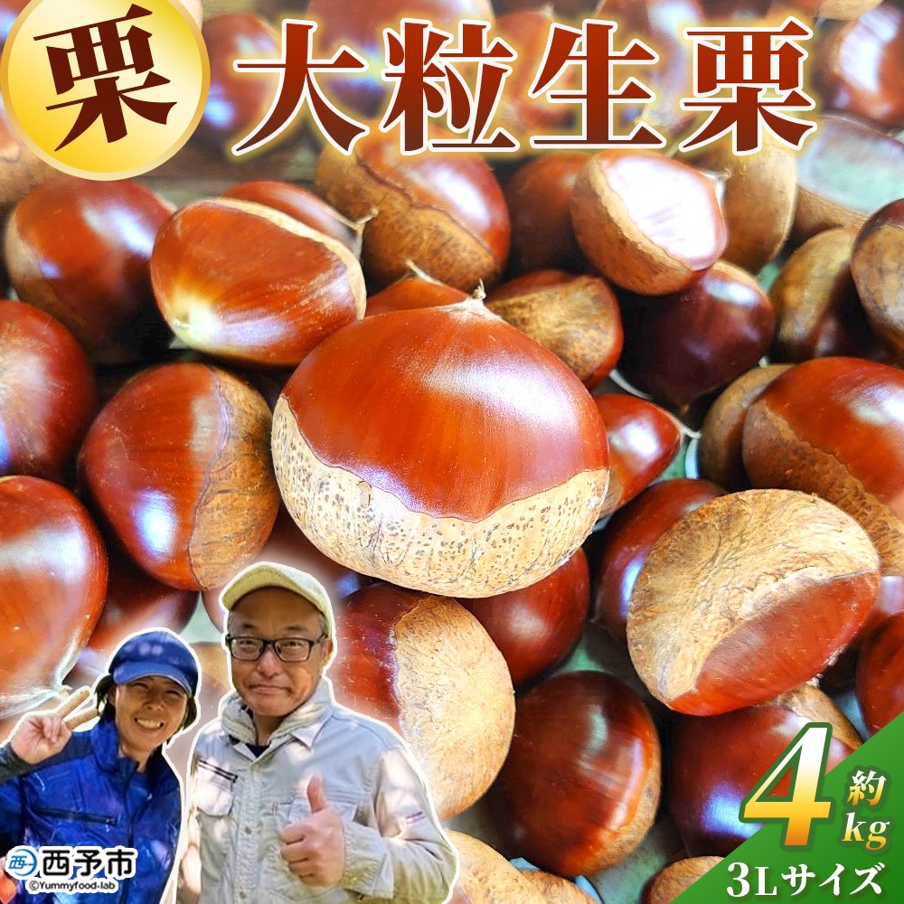<大粒生栗 3Lサイズ(約4kg)>大玉 甘い 栗 マロン くり 和栗 栗ごはん モンブラン 栗きんとん 栗まんじゅう 甘露煮 スイーツ ケーキ 洋菓子 和菓子 お菓子 秋 味覚 産地直送 城川ファクトリー 愛媛県 西予市【冷蔵】『9月中旬〜10月上旬に順次発送予定』