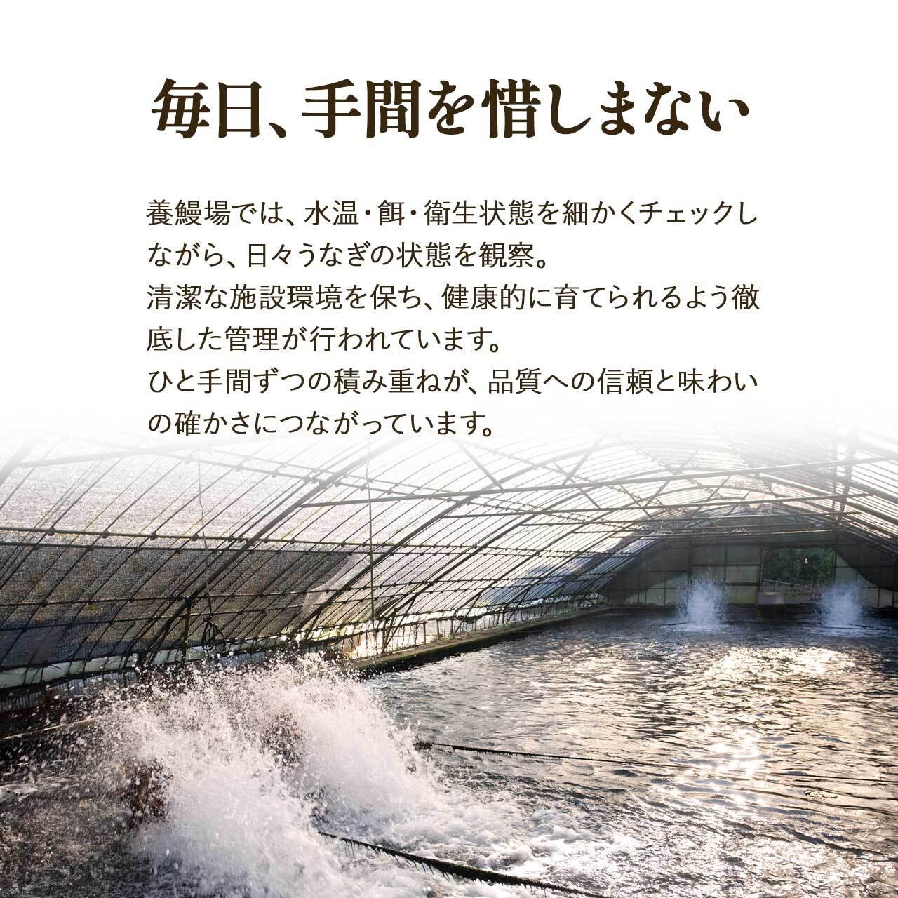 ふるさと納税限定 鹿児島県大崎町産 国産 うなぎ長蒲焼 2尾 計320g以上 | 鰻 うなぎ蒲焼き うな重 ひつまぶし ウナギ 蒲焼 人気 おすすめ 鹿児島 大隅半島 DU001
