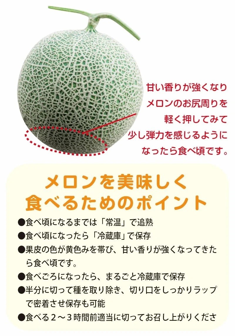 【令和8年産先行予約】 紅花メロン(赤肉) 3Lサイズ 1玉入り1箱 山形県鶴岡市産 小林ファーム