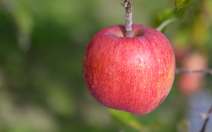 冬に食べるシャインマスカットとサンふじ詰合せ 1房（約500g） 2～3玉［おぶせファーマーズ］ ぶどう りんご 林檎 リンゴ 果物 フルーツ  長野 信州 数量限定 令和7年産【2025年11月下旬～2026年1月下旬発送】