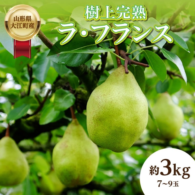 《先行受付》山形県大江町産「樹上完熟 ラ・フランス」約3kg 特秀 3L~4L 7玉~9玉 【004-014】