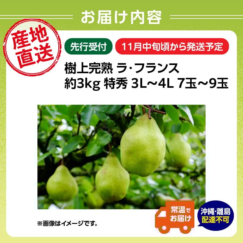 《先行受付》山形県大江町産「樹上完熟 ラ・フランス」約3kg 特秀 3L~4L 7玉~9玉 【004-014】