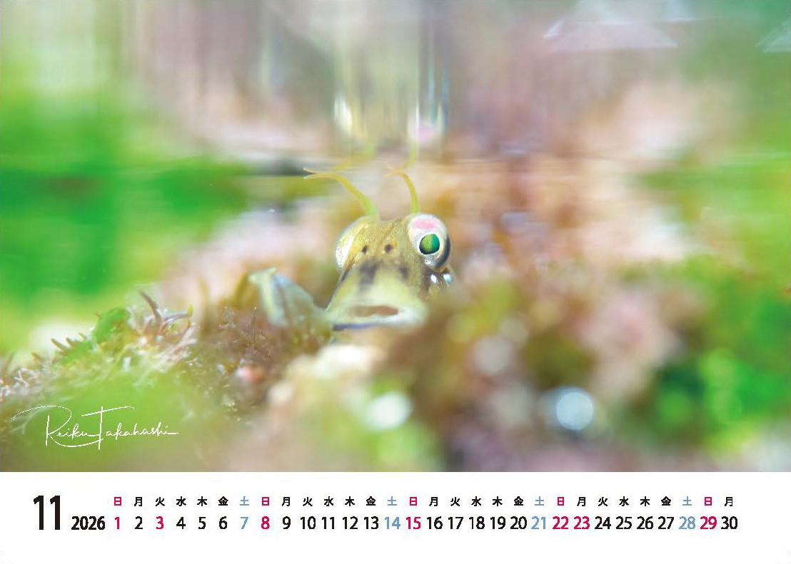 2026年度卓上カレンダー 高橋怜子  海の絶景 水中写真家 写真集 海の絶景 ナショナルジオグラフィック 総合グランプリ受賞  写真 インテリア アート 写真家 インテリア Reiko Takahashi photography 海 写真作品 水中 世界 海洋 写真ギフト プレゼント 岩手県 北上市 C0465