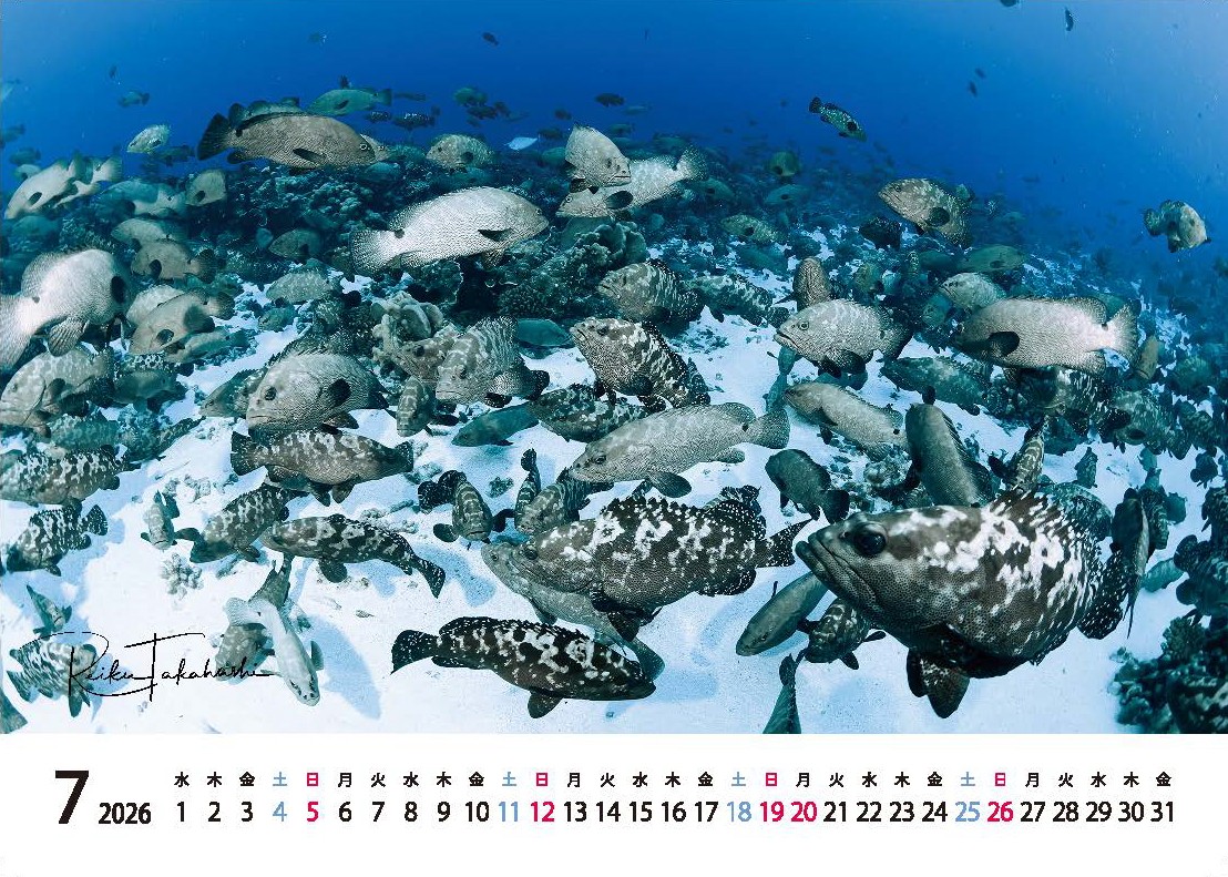 2026年度卓上カレンダー 高橋怜子  海の絶景 水中写真家 写真集 海の絶景 ナショナルジオグラフィック 総合グランプリ受賞  写真 インテリア アート 写真家 インテリア Reiko Takahashi photography 海 写真作品 水中 世界 海洋 写真ギフト プレゼント 岩手県 北上市 C0465