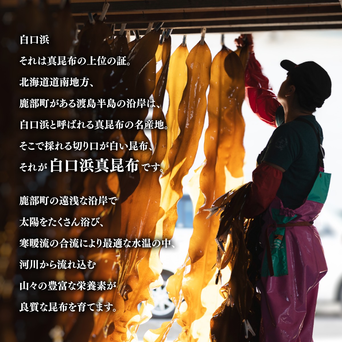 【北海道鹿部町産】白口浜真昆布 昆布尽くしセット 根昆布だし ドレッシング とろろ昆布 真昆布
