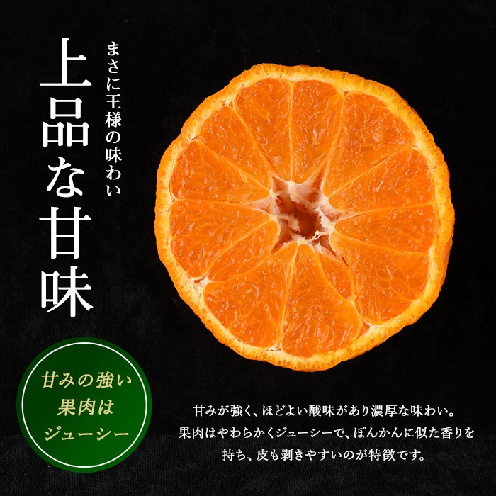 長島町産 大将季(ハウス) 贈答用 (約2.5kg) 12月中旬発送 【長島柑橘直販合同会社】kanchoku-1544A