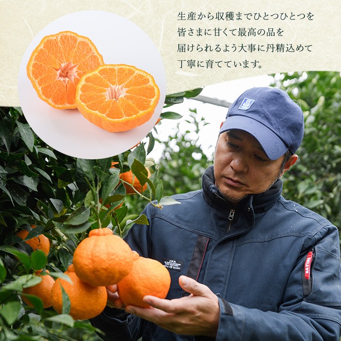 長島町産 大将季(ハウス) 贈答用 (約2.5kg) 12月中旬発送 【長島柑橘直販合同会社】kanchoku-1544A